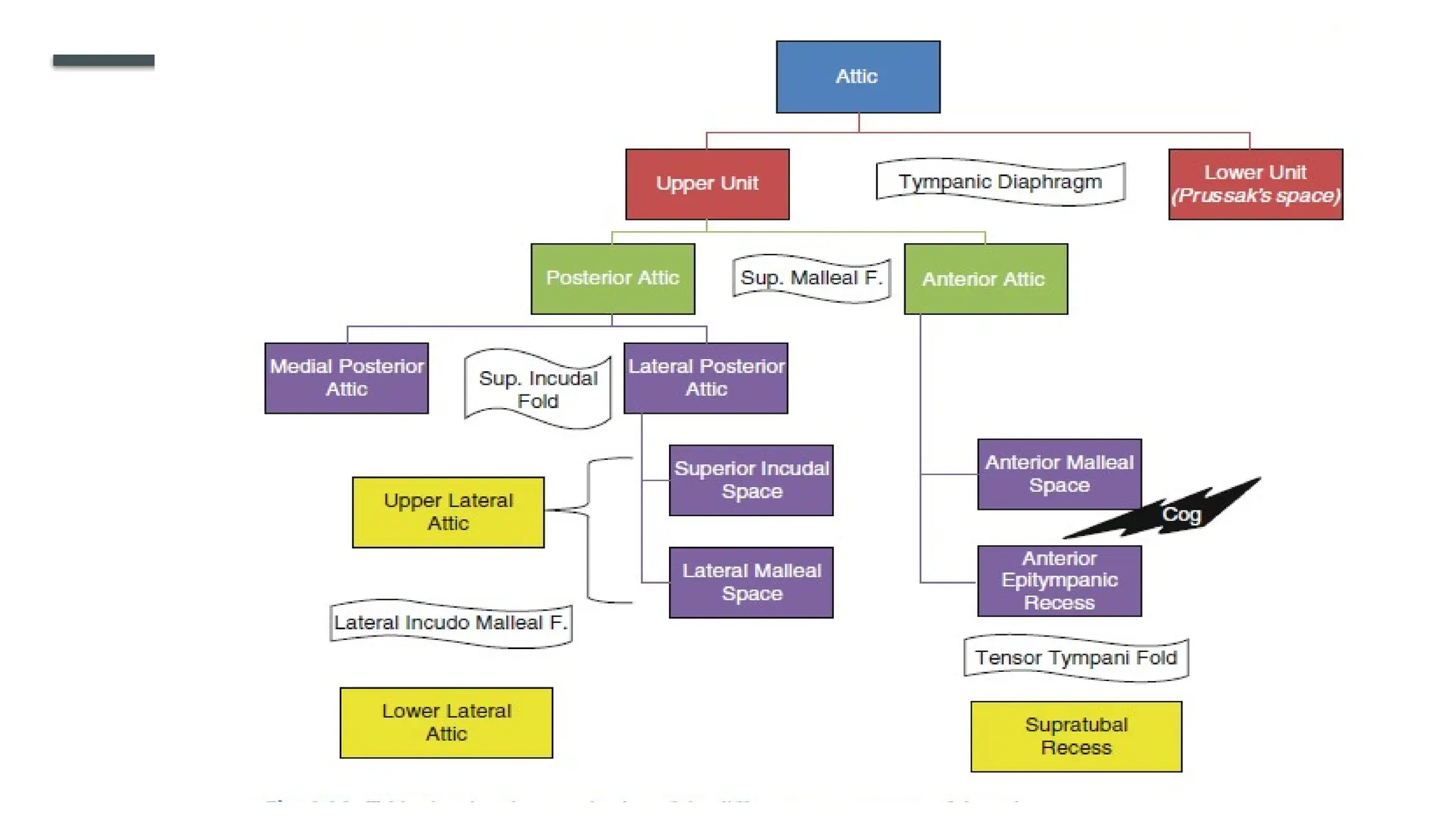 ENDOSCOPIC ANATOMY OF MIDDLE EAR CLEFT AND MUCOSAL FOLDS.pptx