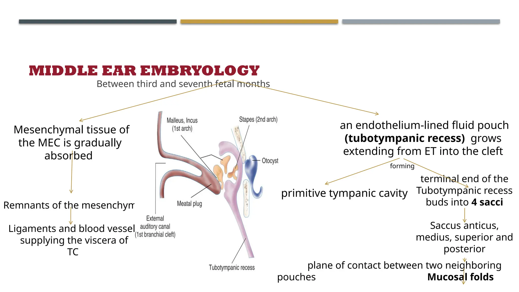 ENDOSCOPIC ANATOMY OF MIDDLE EAR CLEFT AND MUCOSAL FOLDS.pptx
