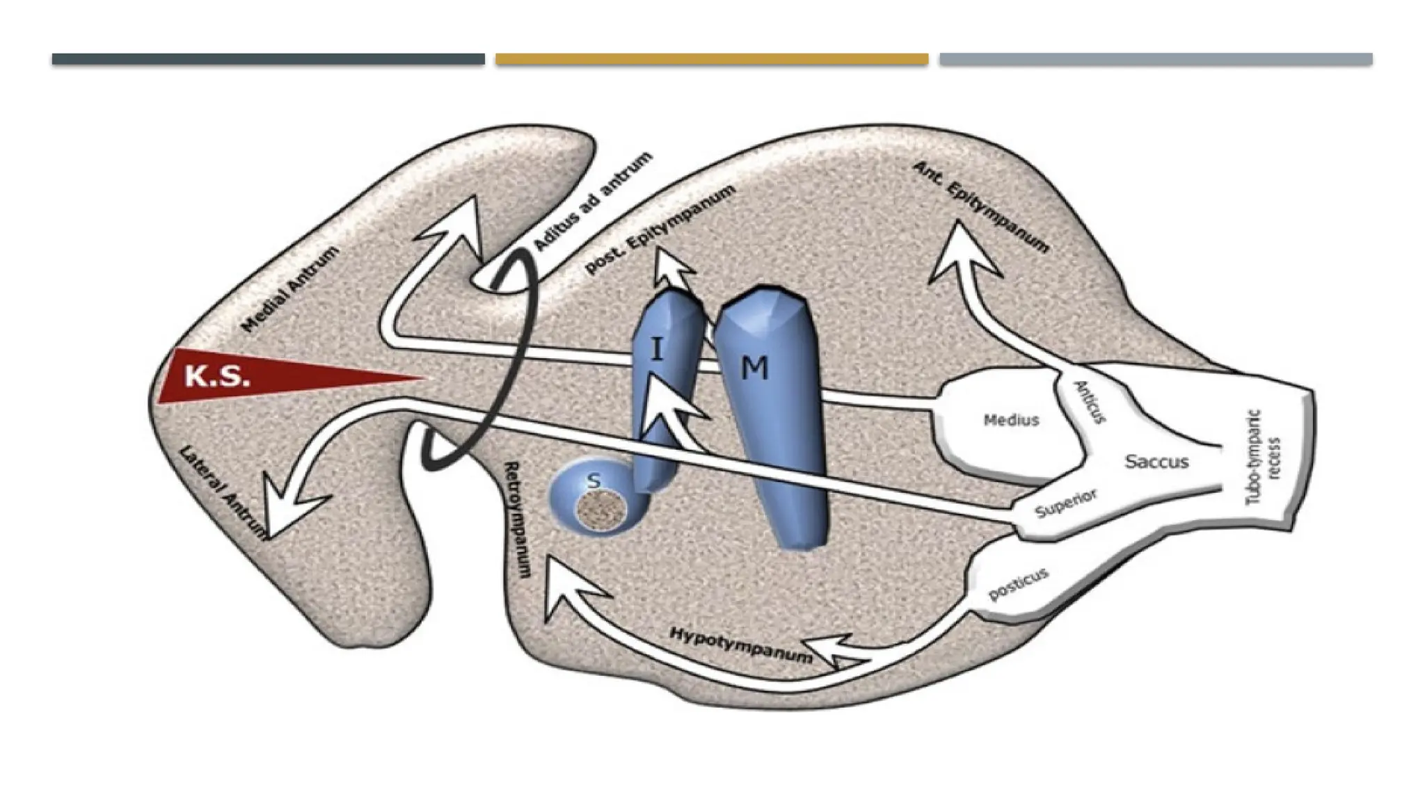ENDOSCOPIC ANATOMY OF MIDDLE EAR CLEFT AND MUCOSAL FOLDS.pptx