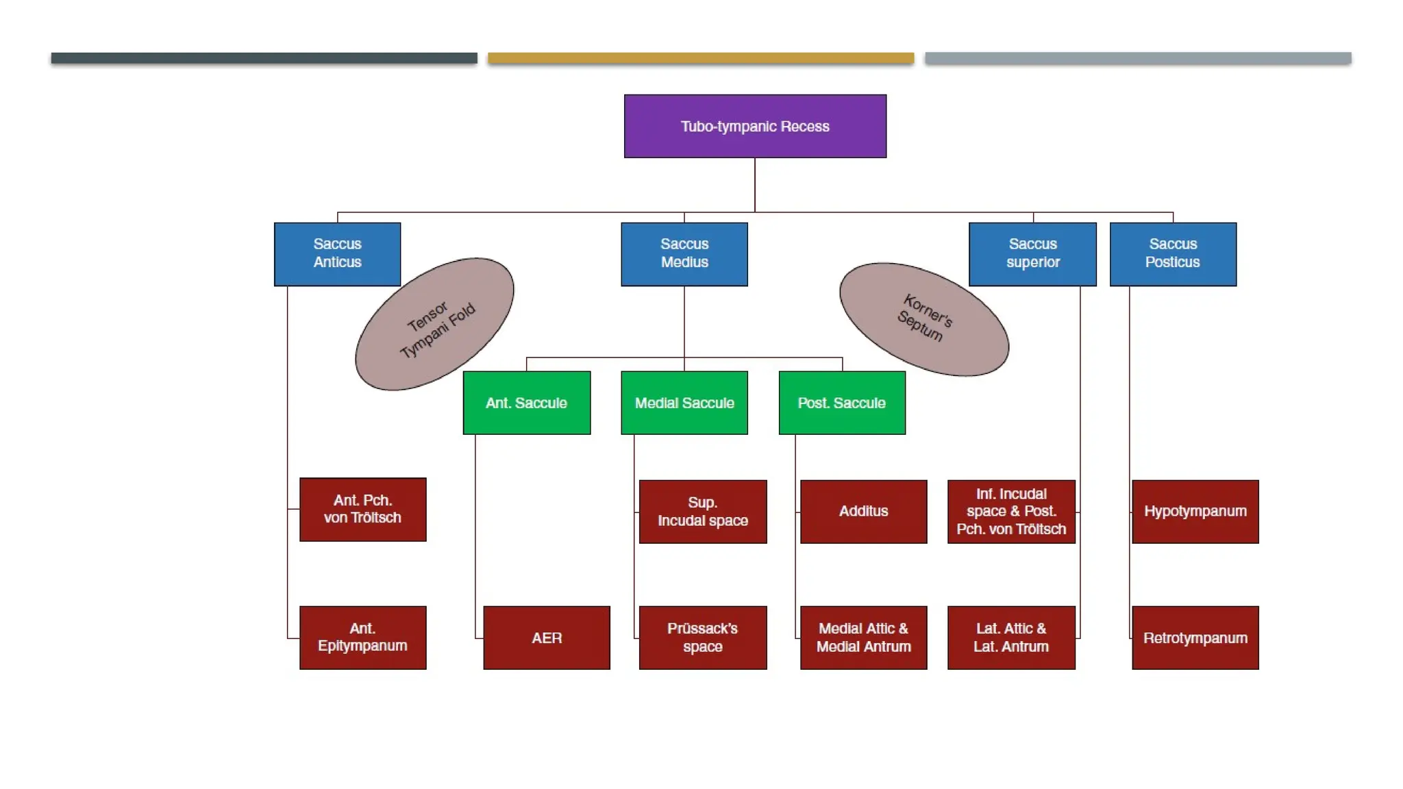 ENDOSCOPIC ANATOMY OF MIDDLE EAR CLEFT AND MUCOSAL FOLDS.pptx