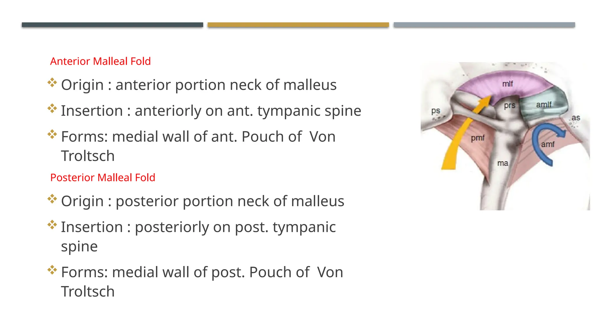 ENDOSCOPIC ANATOMY OF MIDDLE EAR CLEFT AND MUCOSAL FOLDS.pptx