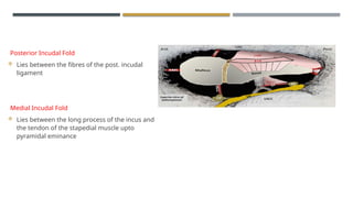 ENDOSCOPIC ANATOMY OF MIDDLE EAR CLEFT AND MUCOSAL FOLDS.pptx