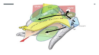 ENDOSCOPIC ANATOMY OF MIDDLE EAR CLEFT AND MUCOSAL FOLDS.pptx