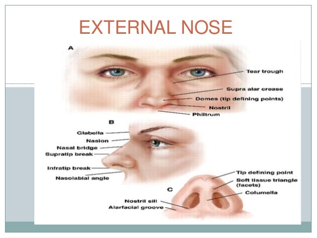 Internal Nose Anatomy