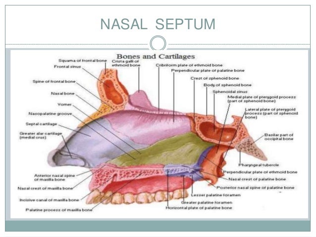 endoscopic anatomy of nose and pns anatomy of nose