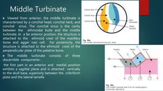 Endoscopic anatomy of paranasal sinuses | PPTX