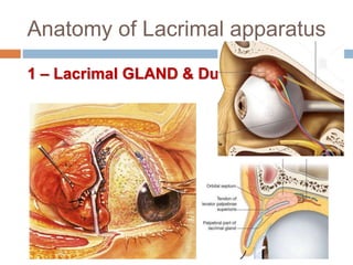 Anatomy of Lacrimal apparatus
1 – Lacrimal GLAND & Ducts
 