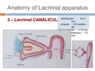 Anatomy of Lacrimal apparatus
3 – Lacrimal CANALICULI Vertical part : 2-2.5
mm
Ampulla : V/H junction
90
Horizontal part : 7-10 mm
Common canaliculus : 1-3
mm
 