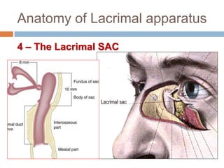 Anatomy of Lacrimal apparatus
4 – The Lacrimal SAC
Lacrimal sac
 