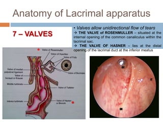 Anatomy of Lacrimal apparatus
7 – VALVES
• Valves allow unidirectional flow of tears
 THE VALVE of ROSENMULLER – situated at the
internal opening of the common canaliculus within the
lacrimal sac.
 THE VALVE OF HASNER – lies at the distal
opening of the lacrimal duct at the inferior meatus
*
*
 