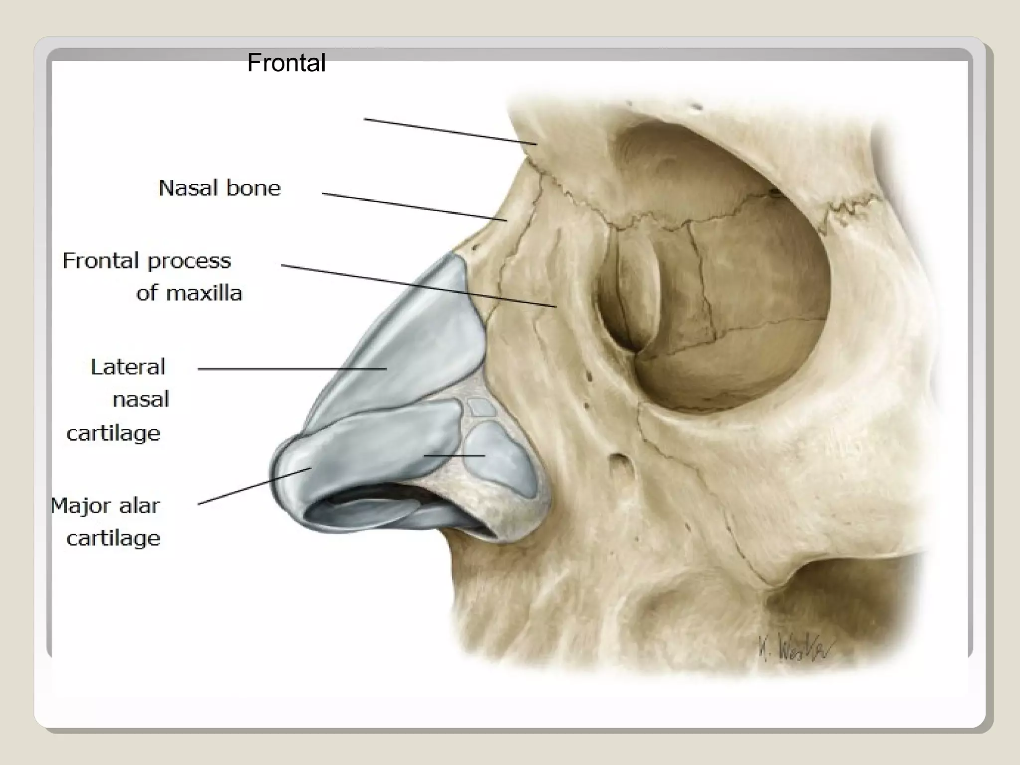 Endoscopic nasal anatomy | PPT