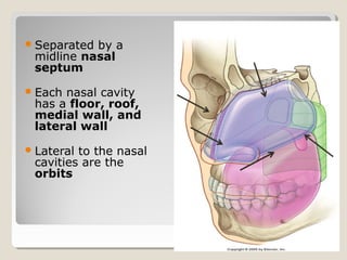 Separated by a
midline nasal
septum
Each nasal cavity
has a floor, roof,
medial wall, and
lateral wall
Lateral to the nasal
cavities are the
orbits
 