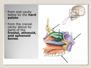 from oral cavity
below by the hard
palate
from the cranial
cavity above by
parts of the
frontal, ethmoid,
and sphenoid
bones.
 