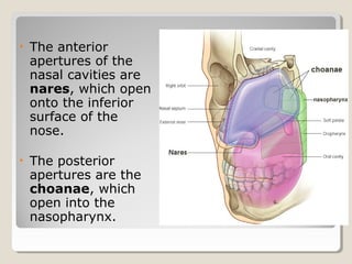 • The anterior
apertures of the
nasal cavities are
naresnares, which open
onto the inferior
surface of the
nose.
• The posterior
apertures are the
choanae, which
open into the
nasopharynx.
 