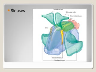 Sinuses
 