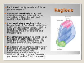 RegionsRegions
 Each nasal cavity consists of three
general regions
 the nasal vestibule is a small
dilated space just internal to the
naris that is lined by skin and
contains hair follicles;
 the respiratory region is the
largest part of the nasal cavity, has
a rich neurovascular supply, and is
lined by respiratory epithelium
composed mainly of ciliated and
mucous cells;
 the olfactory region is small, is at
the apex of each nasal cavity, is
lined by olfactory epithelium, and
contains the olfactory receptors.
 In addition to housing receptors for
the sense of smell (olfaction), the
nasal cavities adjust the
temperature and humidity of
respired air, and trap and remove
particulate matter from the airway.
 