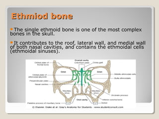 Ethmiod boneEthmiod bone
The single ethmoid bone is one of the most complex
bones in the skull.
It contributes to the roof, lateral wall, and medial wall
of both nasal cavities, and contains the ethmoidal cells
(ethmoidal sinuses).
 