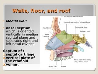 Walls, floor, and roofWalls, floor, and roof
• Medial wall
• nasal septum,
which is oriented
vertically in median
sagittal plane and
separates right and
left nasal cavities
Septum of :
1.septal cartilage
2.vertical plate of
the ethmoid
3.vomer.
 