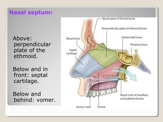 Nasal septum:
Above:
perpendicular
plate of the
ethmoid.
Below and in
front: septal
cartilage.
Below and
behind: vomer.
 