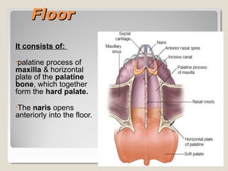 FloorFloor
It consists of:
•palatine process of
maxilla & horizontal
plate of the palatine
bone, which together
form the hard palate.
•The naris opens
anteriorly into the floor.
 