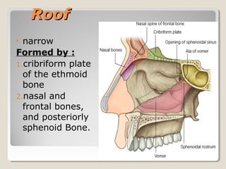 RoofRoof
• narrow
Formed by :
1.cribriform plate
of the ethmoid
bone
2.nasal and
frontal bones,
and posteriorly
sphenoid Bone.
 
