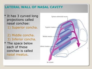 * It has 3 curved long
projections called
nasal conchae:
1) Superior concha.
2) Middle concha.
3) Inferior concha.
* The space below
each of these
conchae is called
nasal meatus.
LATERAL WALL OF NASAL CAVITY
 