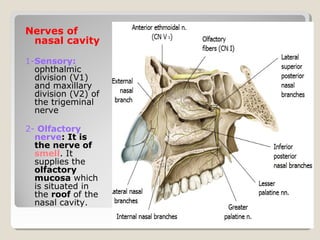 Nerves of
nasal cavity
1-Sensory:
ophthalmic
division (V1)
and maxillary
division (V2) of
the trigeminal
nerve
2- Olfactory
nerve: It is
the nerve of
smell. It
supplies the
olfactory
mucosa which
is situated in
the roof of the
nasal cavity.
 
