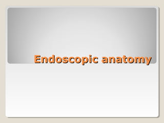 Endoscopic anatomyEndoscopic anatomy
 