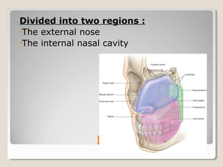 NoseNose
Divided into two regions :
•The external nose
•The internal nasal cavity
 