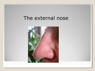 The external nose
 