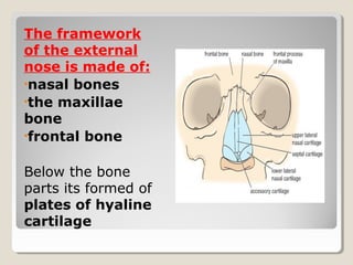The framework
of the external
nose is made of:
•nasal bones
•the maxillae
bone
•frontal bone
Below the bone
parts its formed of
plates of hyaline
cartilage
 