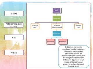 Transpor
Transpor
Pada
Pada
Membran
Membran

KD/KI

Terdiri dari

Peta Konsep dan
Materi

Transpor
Aktif

Transpor
Makromolekul

Transpor
Pasif

Terdiri dari

Kuis
Eksositosis
Eksositosis

Video

Endositosis
Endositosis

Endositosis membantu
membawa molekul masuk sel,
Endositosis menyebabkan
penciptaan vesikel, Sel
menelan patogen dalam tubuh
dan menghancurkan mereka,
Endositosis digunakan untuk
migrasi sel dan adhesi dan
proses ini berfungsi sebagai
reseptor sinyal.

 