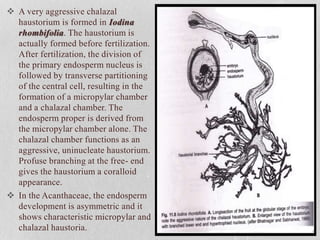  A very aggressive chalazal
haustorium is formed in Iodina
rhombifolia. The haustorium is
actually formed before fertilization.
After fertilization, the division of
the primary endosperm nucleus is
followed by transverse partitioning
of the central cell, resulting in the
formation of a micropylar chamber
and a chalazal chamber. The
endosperm proper is derived from
the micropylar chamber alone. The
chalazal chamber functions as an
aggressive, uninucleate haustorium.
Profuse branching at the free- end
gives the haustorium a coralloid
appearance.
 In the Acanthaceae, the endosperm
development is asymmetric and it
shows characteristic micropylar and
chalazal haustoria.
 