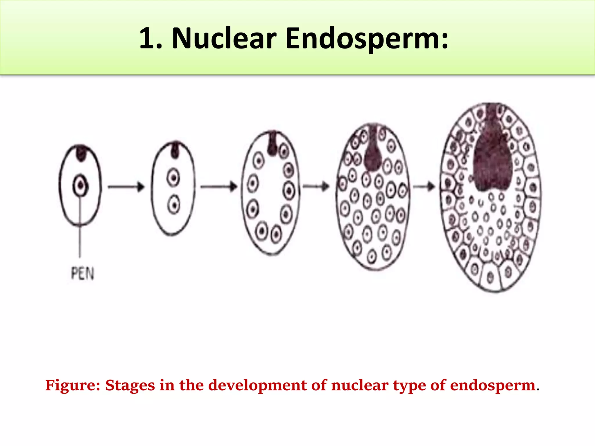ENDOSPERM.pptx