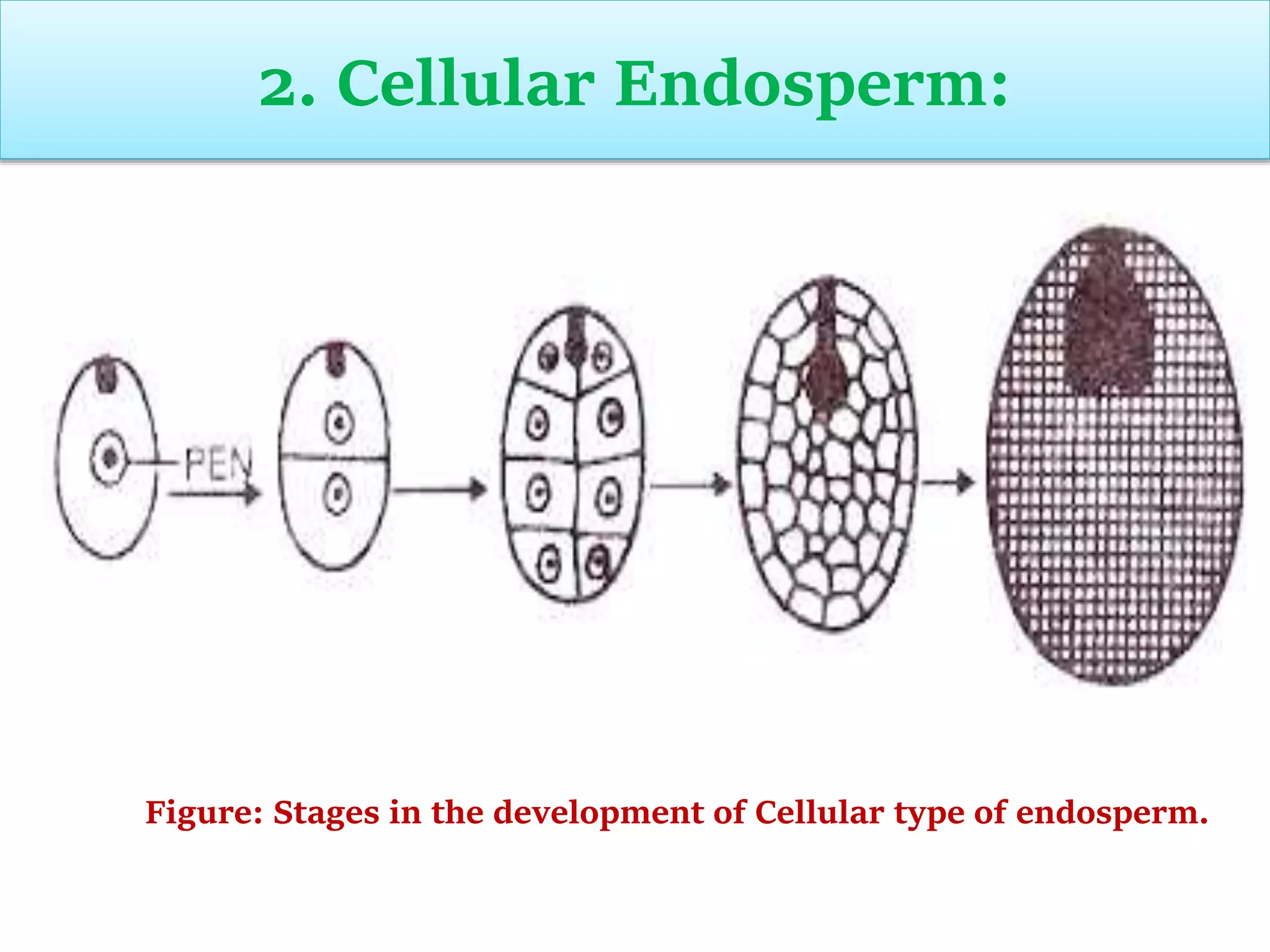 ENDOSPERM.pptx