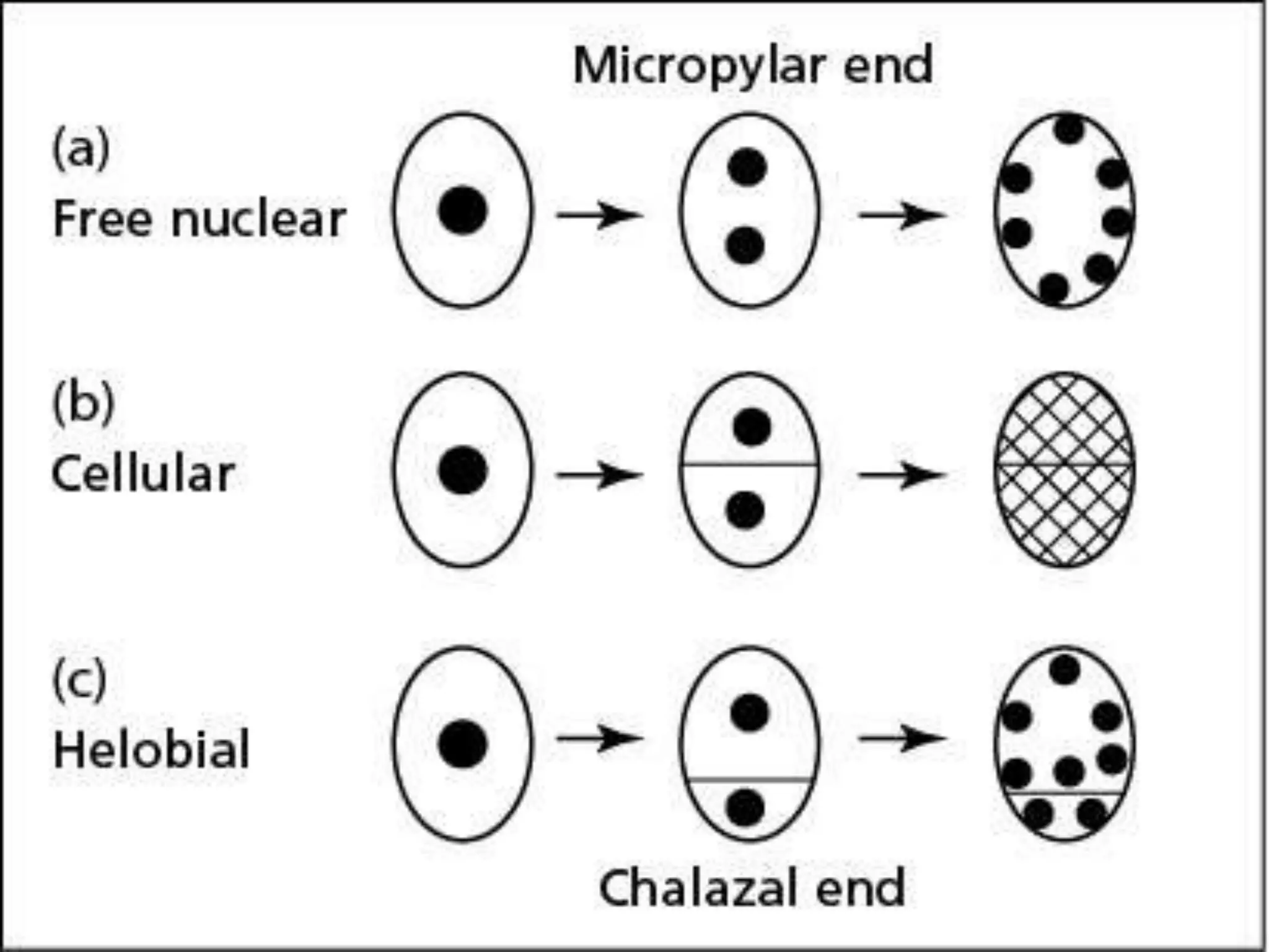 ENDOSPERM.pptx