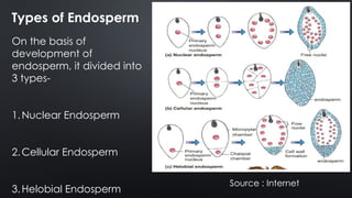 ENDOSPERM AND ITS TYPES by Partha.pptx PARTHA PRATIM BORGOHAIN | PPTX