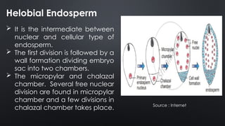ENDOSPERM AND ITS TYPES by Partha.pptx PARTHA PRATIM BORGOHAIN | PPTX