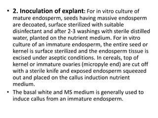 • 2. Inoculation of explant: For in vitro culture of
mature endosperm, seeds having massive endosperm
are decoated, surface sterilized with suitable
disinfectant and after 2-3 washings with sterile distilled
water, planted on the nutrient medium. For in vitro
culture of an immature endosperm, the entire seed or
kernel is surface sterilized and the endosperm tissue is
excised under aseptic conditions. In cereals, top of
kernel or immature ovaries (micropyle end) are cut off
with a sterile knife and exposed endosperm squeezed
out and placed on the callus induction nutrient
medium.
• The basal white and MS medium is generally used to
induce callus from an immature endosperm.
 