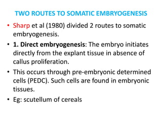 TWO ROUTES TO SOMATIC EMBRYOGENESIS
• Sharp et al (1980) divided 2 routes to somatic
embryogenesis.
• 1. Direct embryogenesis: The embryo initiates
directly from the explant tissue in absence of
callus proliferation.
• This occurs through pre-embryonic determined
cells (PEDC). Such cells are found in embryonic
tissues.
• Eg: scutellum of cereals
 