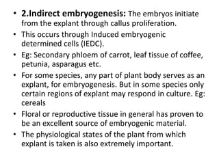 • 2.Indirect embryogenesis: The embryos initiate
from the explant through callus proliferation.
• This occurs through Induced embryogenic
determined cells (IEDC).
• Eg: Secondary phloem of carrot, leaf tissue of coffee,
petunia, asparagus etc.
• For some species, any part of plant body serves as an
explant, for embryogenesis. But in some species only
certain regions of explant may respond in culture. Eg:
cereals
• Floral or reproductive tissue in general has proven to
be an excellent source of embryogenic material.
• The physiological states of the plant from which
explant is taken is also extremely important.
 