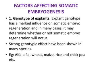 FACTORS AFFECTING SOMATIC
EMBRYOGENESIS
• 1. Genotype of explants: Explant genotype
has a marked influence on somatic embryo
regeneration and in many cases, it may
determine whether or not somatic embryo
regeneration will occur.
• Strong genotypic effect have been shown in
many species.
• Eg: Alfa-alfa , wheat, maize, rice and chick pea
etc.
 