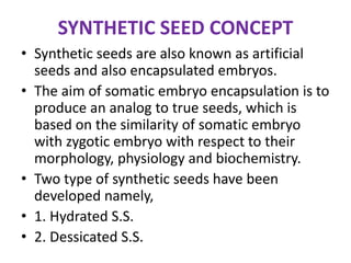 SYNTHETIC SEED CONCEPT
• Synthetic seeds are also known as artificial
seeds and also encapsulated embryos.
• The aim of somatic embryo encapsulation is to
produce an analog to true seeds, which is
based on the similarity of somatic embryo
with zygotic embryo with respect to their
morphology, physiology and biochemistry.
• Two type of synthetic seeds have been
developed namely,
• 1. Hydrated S.S.
• 2. Dessicated S.S.
 