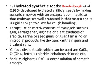• 1. Hydrated synthetic seeds: Renderbergh et al
(1986) developed hydrated artificial seeds by mixing
somatic embryos with an encapsulation matrix so
that embryos are well protected in that matrix and it
is rigid enough to allow for rough handling.
• Encapsulation matrix consists of hydrogels such as
agar, carrageenan, alginate or plant exudates of
arabica, karaya or seed gums of guar, tamarind or
microbial products like dextran, xantham gum and
divalent salts.
• Various divalent salts which can be used are CaCl₂,
Ca(OH)₂, ferrous chloride, cobaltous chloride etc.
• Sodium alginate + CaCl₂ = encapsulation of somatic
embryo.
 