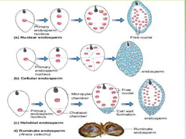 Endosperms | PPTX | Biological Sciences | Science