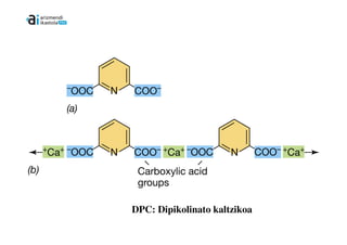 DPA: acido
          dipikolínikoa




DPC: Dipikolinato kaltzikoa
 