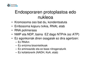 Endosporaren protoplastoa edo
              nukleoa
•   Kromosoma oso bat du, kondentsatuta
•   Erribosoma kopuru txikia, RNAt, etab
•   RNA polimerasa
•   NMP eta NDP, baina EZ dago NTPrik (ez ATP)
•   Ez egonkorrak diren osagaiak ez dira agertzen:
    –   Ez RNAm
    –   Ez entzima biosintetikoak
    –   Ez aminoazido eta ez base nitrogenaturik
    –   Ez kofaktorerik (NADH, KoA, etab)
 