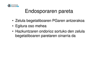 Endosporaren pareta
• Zelula begetatiboaren PGaren antzerakoa
• Egitura oso mehea
• Hazkuntzaren ondorioz sortuko den zelula
  begetatiboaren paretaren oinarria da
 