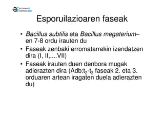 Esporuilazioaren faseak
• Bacillus subtilis eta Bacillus megaterium–
  en 7-8 ordu irauten du
• Faseak zenbaki erromatarrekin izendatzen
  dira (I, II,....VII)
• Faseak irauten duen denbora mugak
  adierazten dira (Adb:t2-t3 faseak 2. eta 3.
  orduaren artean iragaten duela adierazten
  du)
 