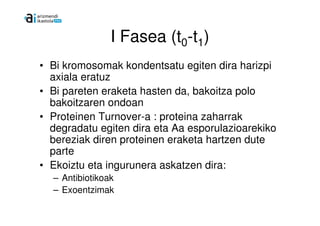 I Fasea (t0-t1)
• Bi kromosomak kondentsatu egiten dira harizpi
  axiala eratuz
• Bi pareten eraketa hasten da, bakoitza polo
  bakoitzaren ondoan
• Proteinen Turnover-a : proteina zaharrak
  degradatu egiten dira eta Aa esporulazioarekiko
  bereziak diren proteinen eraketa hartzen dute
  parte
• Ekoiztu eta ingurunera askatzen dira:
  – Antibiotikoak
  – Exoentzimak
 